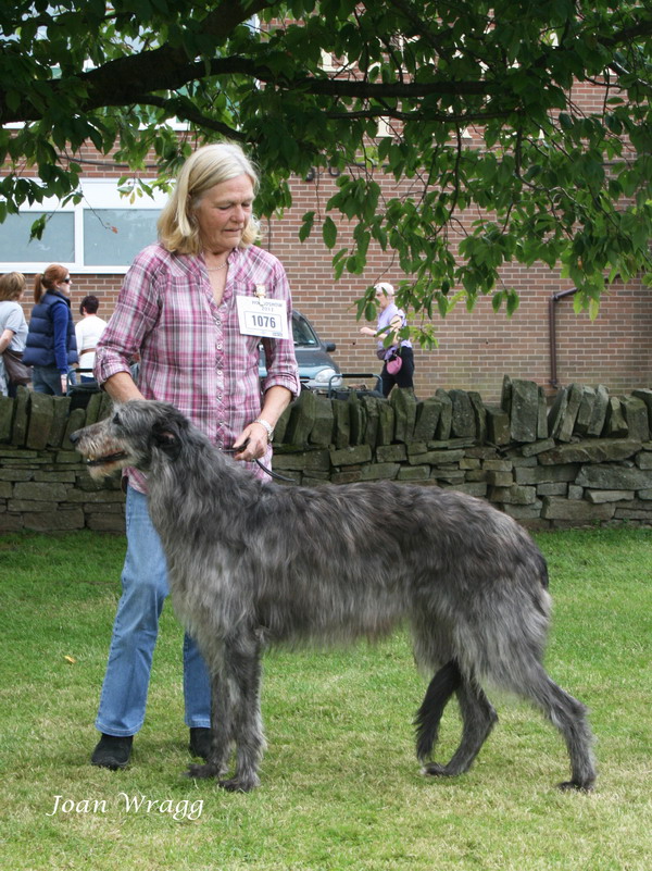 Ladygrove Calamity Jane at Amiro